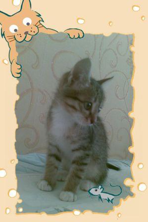 Если котенок играет со своими руками Если котенок играет со своими руками